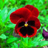 50 RED & BROWN PANSY Swiss Giant Violet Viola Wittrockiana Flower Seeds
