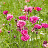750 Red BACHELOR'S BUTTON / CORNFLOWER Centaurea Cyanus Flower Seeds