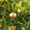 1 NUTMEG TREE Seed Myristica Fragrans Pala MACE Fruit Nut Pumpkin Pie Spice