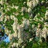 25 Flowering BLACK LOCUST TREE (Yellow Locust / False Acacia) Robinia Pseudoacacia Seeds