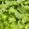 100 HEUCHERA FIREFLY Coral Bells Heuchera Sanguinea Red Flower Shade Seeds