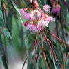 50 RED FLOWERING EUCALYPTUS Sideroxylon Mugga Ironbark Tree Seeds