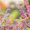 200 Purple Krishna Tulsi HOLY BASIL Ocimum Sanctum Tenuiflorum Herb Flower Seeds