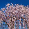 10 WEEPING HIGAN CHERRY Tree Japanese Prunus Subhirtella Pendula Pink Flower Seeds
