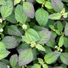 100 AZTEC SWEET HERB aka Honeyherb, Lippia, Mayan Mint, Dulce Buttons. Lippia Dulcis Phyla White Flower Seeds
