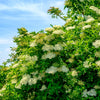100 RED ELDERBERRY Sambucus Racemosa Scarlet Mountain Elder Bunchberry Tree Shrub Fruit Berry Seeds