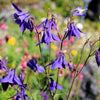 100 PURPLE COLUMBINE Aquilegia Vulgaris Flower Seeds
