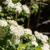 50 PACIFIC NINEBARK Physocarpus Capitatus Western Ninebark Native White Pink Red Flower Shrub Seeds