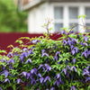 10 PURPLE ALPINE CLEMATIS Alpina Virgin's Bower Flower Vine Seeds