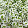 1000 WHITE SWEET ALYSSUM Carpet Of Snow Lobularia Maritima Flower Seeds