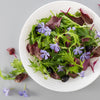 1000 GREEN MIZUNA MUSTARD Japanese Greens Brassica Juncea Herb Vegetable Seeds