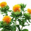 300 SAFFLOWER Saffron Carthamus Tinctorius Yellow Orange Flower Seeds