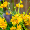 10 Yellow Lady Stratheden GEUM Chiloense Flower Seeds