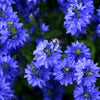 75 ROYAL BLUE SPEEDWELL Veronica Austriaca Teucrium Flower Seeds