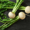 Hailstone White Globe Radish Seeds – Raphanus Sativus Vegetable – photo 8
