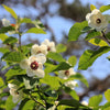 10 OYAMA MAGNOLIA TREE White Pink Flower Pink Pod Sieboldii Siebolds Shrub Seeds