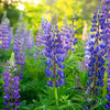 100 PERENNIAL LUPINE Blue Violet Lupinus Perennis Wild Lupine Sundial Purple Native Hummingbird Flower Seeds