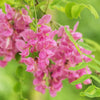 15 ROSE LOCUST / Pink ACACIA Flower Robinia Hispida Fertilis Tree Shrub Seeds