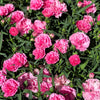 50 PINK ROSE CARNATION Dianthus Caryophyllus Grenadin Double Flower Seeds