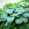10 HOSTA ELEGANS Shade Lover Flower Seeds