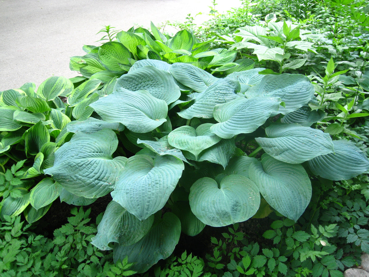 Hosta Elegans Seeds – Shade Lover Flower
