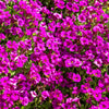 400 RAINBOW ROCKCRESS Rock Cress Large Flowered Aubrieta Cultorum Flower Seeds