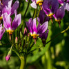25 MIDLAND SHOOTING STAR (Flamingo Flower / Birds Bills / Prairie Pointer) Dodecatheon Meadia Flower Seeds