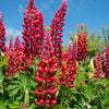 25 RED LUPINE 'My CASTLE' Lupinus Polyphyllus Scarlet Russell Lupin Band of Nobles Series Flower Seeds