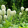 100 BEAR GRASS aka Bear LILY Beargrass Ornamental Xerophyllum Tenax Flower Seeds