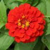 250 Red CHERRY QUEEN ZINNIA Elegans Flower Seeds
