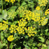 150 GOLDEN ALEXANDER (Golden Zizia / Meadow Zizia) Zizia Aurea Flower Seeds