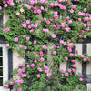 5 PINK CLIMBING ROSE Rosa Bush Vine Climber Fragrant Butterfly Flower Seeds