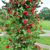 5 RED CLIMBING ROSE Rosa Bush Vine Climber Fragrant Butterfly Flower Seeds