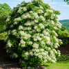 50 CLIMBING HYDRANGEA Anomala Petiolaris Vine Flower Seeds