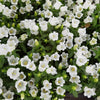 200 White CANTERBURY BELLS - CAMPANULA Medium Flower Seeds