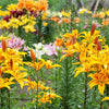 15 WESTERN HYBRIDS LILY Tiger, Leopard, Lemon, Alpine, Kellogg - Mixed Colors Pink, Red, Yellow, Orange - Native Lilium Flower Seeds