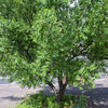 20 ASIAN DATE Jujube Ziziphus Spinosa Common Chinese Tsao Red Fruit Tree Seeds