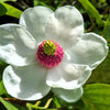 10 OYAMA MAGNOLIA TREE White Pink Flower Pink Pod Sieboldii Siebolds Shrub Seeds
