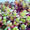 50 PURPLE CARPET SEDUM Spurium Coccineum Groundcover Flower Seeds
