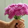 Cottage Pinks Seeds – (Garden, Laced, or Feathered Pink) Dianthus Plumarius Flower – photo 6