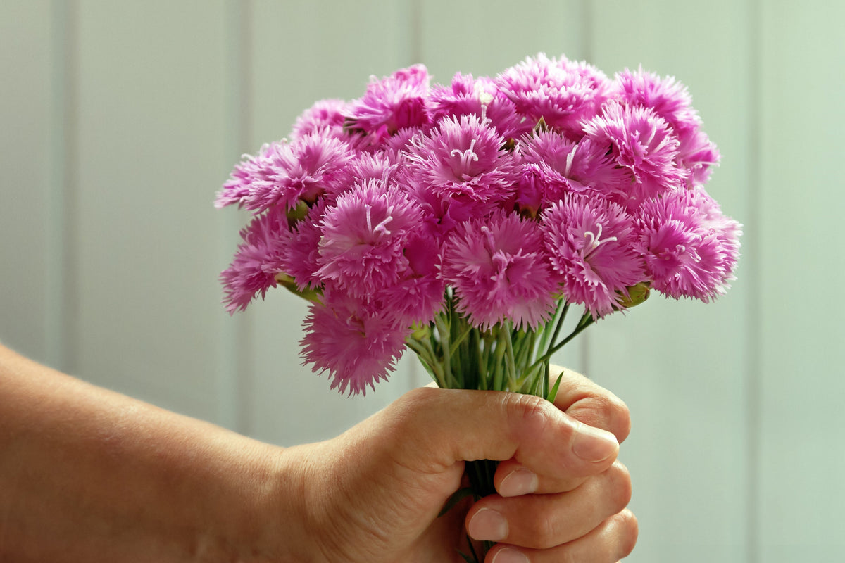 Cottage Pinks Seeds – (Garden, Laced, or Feathered Pink) Dianthus Plumarius Flower – photo 6