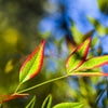 50 HEAVENLY BAMBOO Sacred Nandina Domestica Pink Red Sun Shade Shrub Seeds