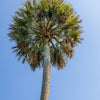 Hardy Sabal Palm Tree Seeds – Cabbage Palmetto Flower – photo 9