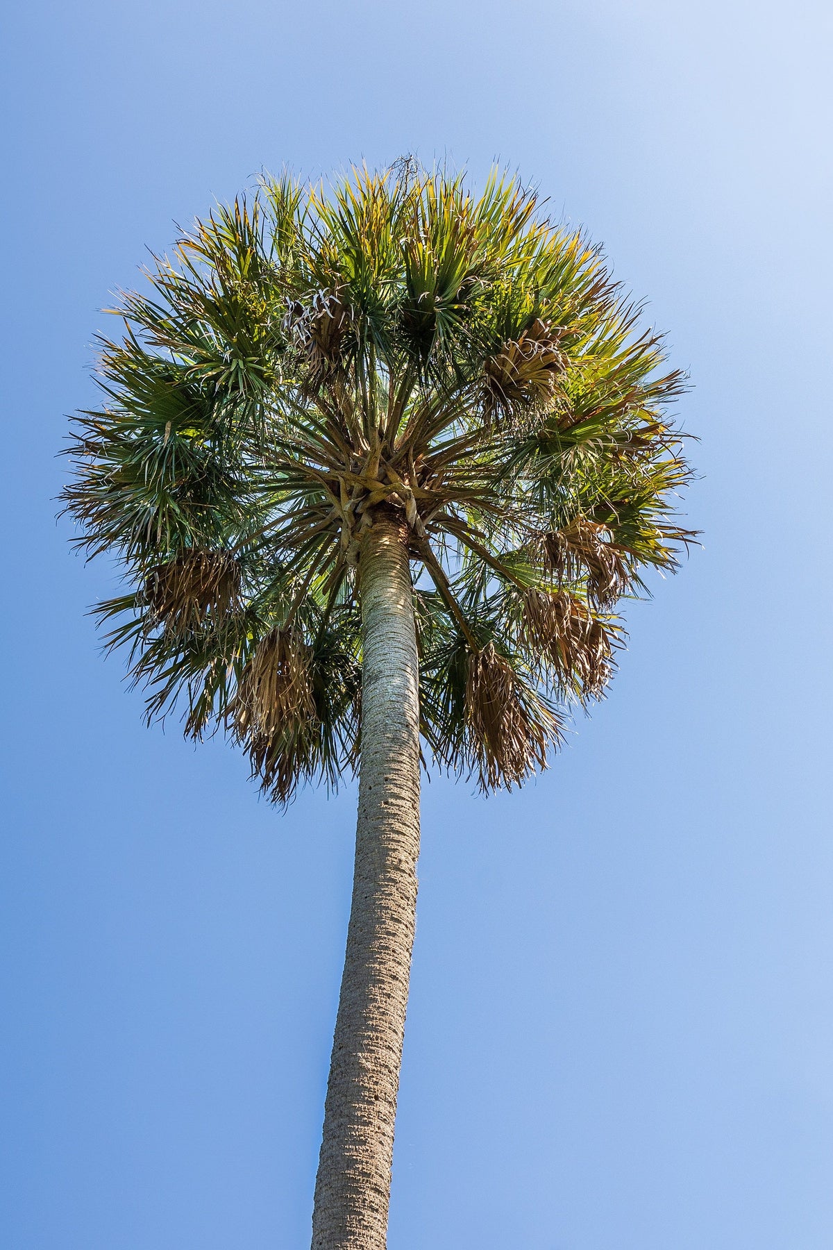 Hardy Sabal Palm Tree Seeds – Cabbage Palmetto Flower – photo 9