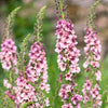 100 MIXED COLORS VERBASCUM Verbascum Phoeniceum Flower Seeds