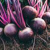 250 DETROIT Dark RED BEET Heirloom Beta Vulgaris Vegetable Seeds