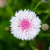 750 White BACHELOR'S BUTTON / CORNFLOWER Centaurea Cyanus Flower Seeds
