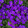 400 RAINBOW ROCKCRESS Rock Cress Large Flowered Aubrieta Cultorum Flower Seeds