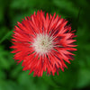750 Red BACHELOR'S BUTTON / CORNFLOWER Centaurea Cyanus Flower Seeds