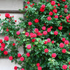 5 RED CLIMBING ROSE Rosa Bush Vine Climber Fragrant Butterfly Flower Seeds
